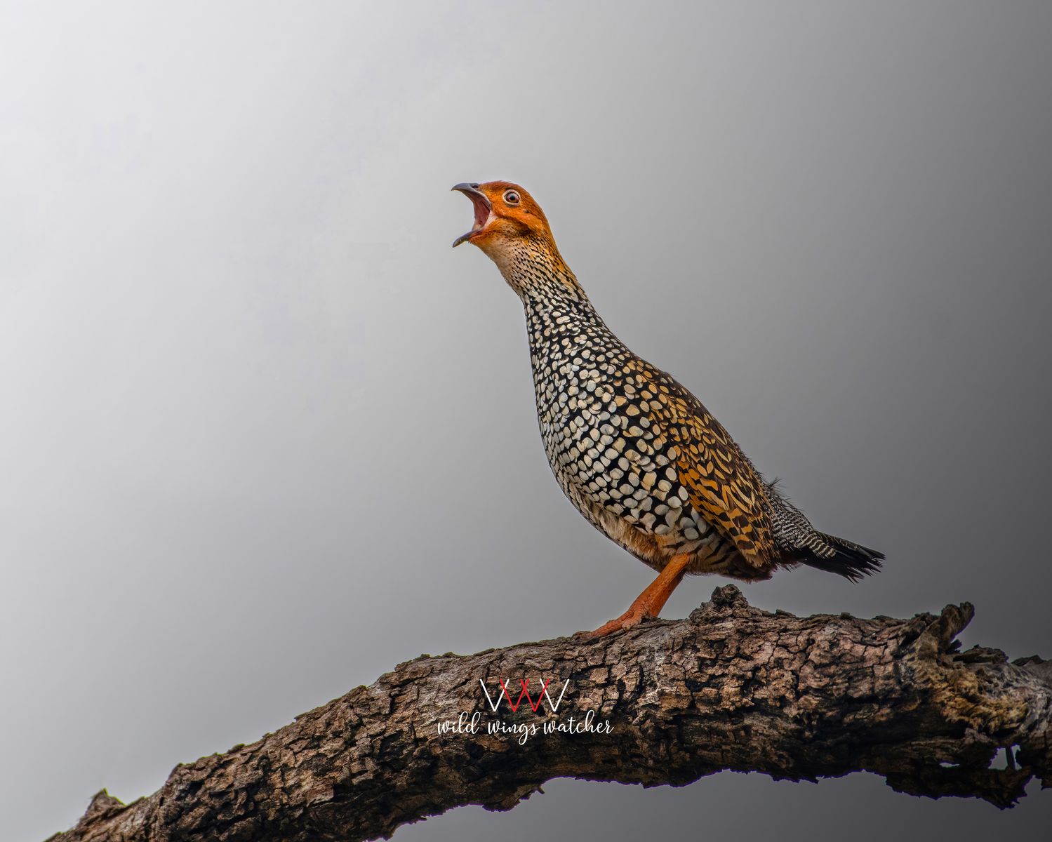 Painted Francolin calling 001